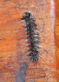 Gypsy Moth